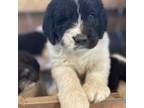 Saint Berdoodle Puppy for sale in Oldtown, MD, USA