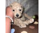 Poodle (Toy) Puppy for sale in Boston, MA, USA