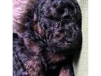 Poodle (Toy) Puppy for sale in Boston, MA, USA