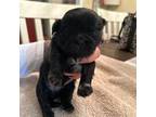 Shih Tzu Puppy for sale in Rome, GA, USA