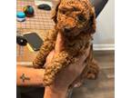Female Chocolate Toy Poodle