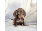 Dachshund Puppy for sale in Bremen, IN, USA