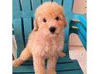 Mutt Puppy for sale in Fort Lauderdale, FL, USA