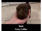 Labrador Retriever Puppy for sale in Glenpool, OK, USA