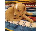 Mutt Puppy for sale in Charlotte, IA, USA