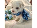 Maltese Puppy for sale in Live Oak, FL, USA