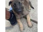 German Shepherd Dog Puppy for sale in Dearborn Heights, MI, USA