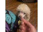 Poodle (Toy) Puppy for sale in Texarkana, TX, USA