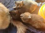 Kardi's Kittens