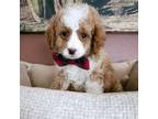 Cavapoo Puppy for sale in Madison, WI, USA