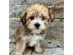 Mutt Puppy for sale in Jonestown, TX, USA