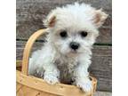 Maltese Puppy for sale in Jonestown, TX, USA