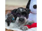 Schnauzer (Miniature) Puppy for sale in Marrero, LA, USA