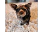 Yorkshire Terrier Puppy for sale in Troupsburg, NY, USA