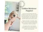 Golden Retriever Puppy for sale in Paoli, IN, USA