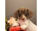 Dachshund Puppy for sale in Wisner, LA, USA