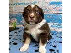Miniature Australian Shepherd Puppy for sale in Live Oak, FL, USA