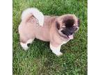 Akita Puppy for sale in Lees Summit, MO, USA