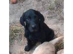 Labrador Retriever Puppy for sale in Regina, VA, USA