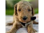 Goldendoodle Puppy for sale in Canon, GA, USA