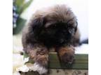 Shih Tzu Puppy for sale in Ash Grove, MO, USA