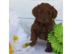 Goldendoodle Puppy for sale in Hancock, MN, USA