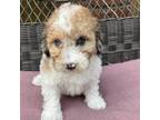 Mutt Puppy for sale in Chesterfield, MI, USA