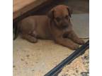 Rhodesian Ridgeback Puppy for sale in Clovis, CA, USA