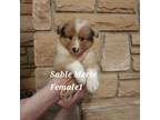 Shetland Sheepdog Puppy for sale in Albany, OR, USA