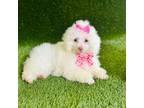 Poodle (Toy) Puppy for sale in Houston, TX, USA