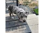 Mutt Puppy for sale in Millville, NJ, USA