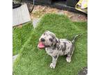 Mutt Puppy for sale in Millville, NJ, USA