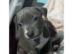 American Pit Bull Terrier Puppy for sale in Lynn, MA, USA