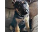 German Shepherd Dog Puppy for sale in Gonvick, MN, USA