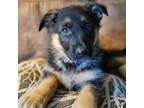 German Shepherd Dog Puppy for sale in Gonvick, MN, USA