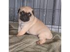 Pug Puppy for sale in Shell Knob, MO, USA