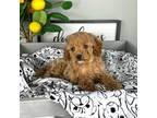 Cavapoo Puppy for sale in Indianapolis, IN, USA