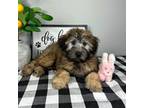 Soft Coated Wheaten Terrier Puppy for sale in Indianapolis, IN, USA