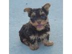 Yorkshire Terrier Puppy for sale in Fredericksburg, OH, USA