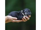 French Bulldog Puppy for sale in Huron, TN, USA