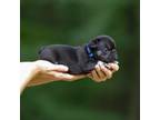 French Bulldog Puppy for sale in Huron, TN, USA