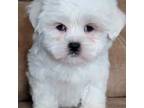 Cavapoo Puppy for sale in Camilla, GA, USA