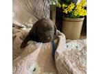 Labrador Retriever Puppy for sale in Olney, IL, USA