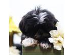 Shih Tzu Puppy for sale in Ash Grove, MO, USA
