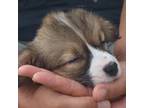 Pembroke Welsh Corgi Puppy for sale in Collins, GA, USA