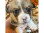 Pembroke Welsh Corgi Puppy for sale in Sterling, OK, USA