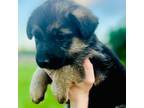 German Shepherd Dog Puppy for sale in Columbus, GA, USA