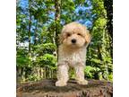 Maltipoo Puppy for sale in Chapel Hill, NC, USA