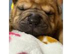 Chinese Shar-Pei Puppy for sale in Phoenix, AZ, USA