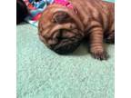 Chinese Shar-Pei Puppy for sale in Phoenix, AZ, USA